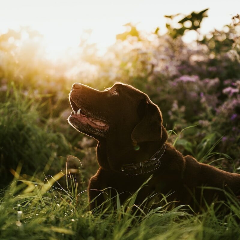 a brown dog laying in a field of grass
